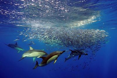 Editorial: Ecological and behavioral traits of apex predators in oceanic insular ecosystems: advances and challenges in research and conservation